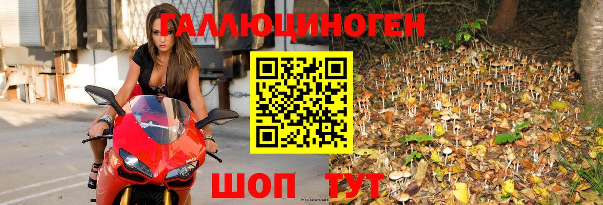 Галлюциногенные грибы Psilocybine cubensis  Вход с VPN  Псилоцибиновые грибы Psilocybe  Лесозаводск 
